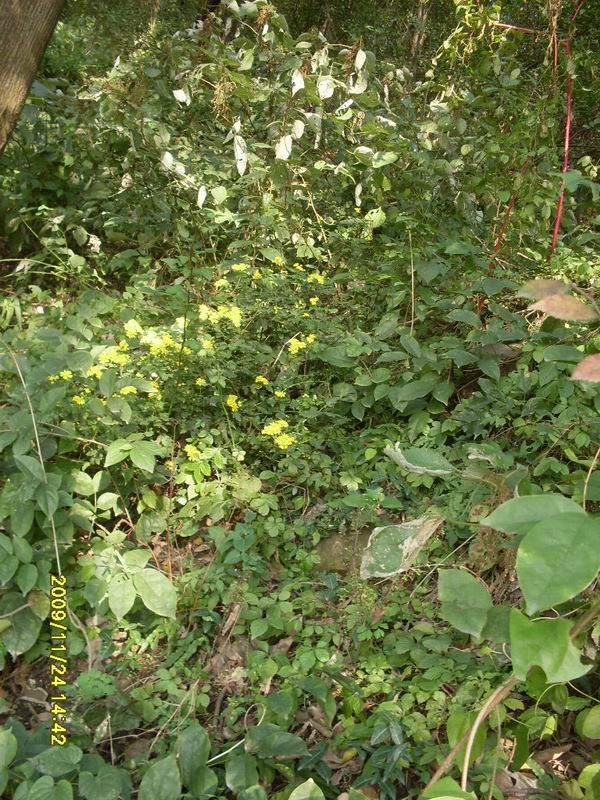 SDC13916.JPG