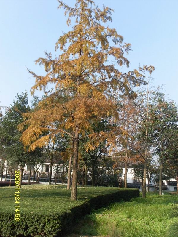 SDC13941.JPG
