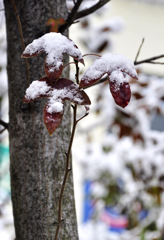 _DSC0758.jpg