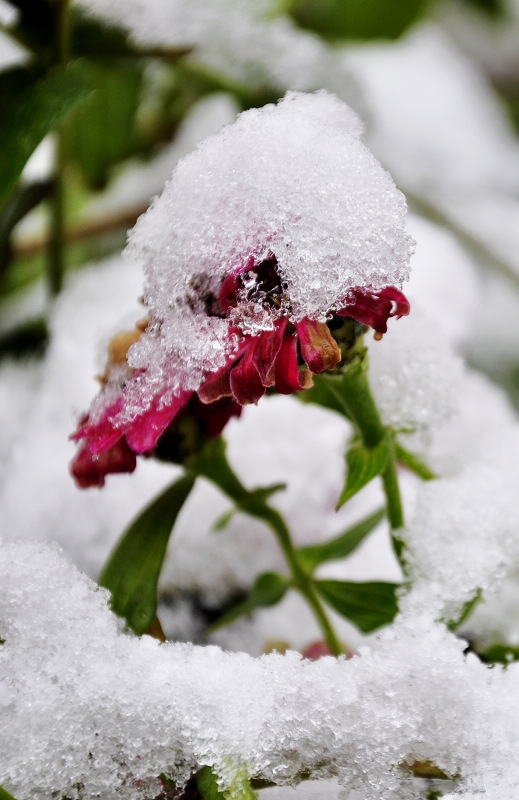 _DSC0805.jpg