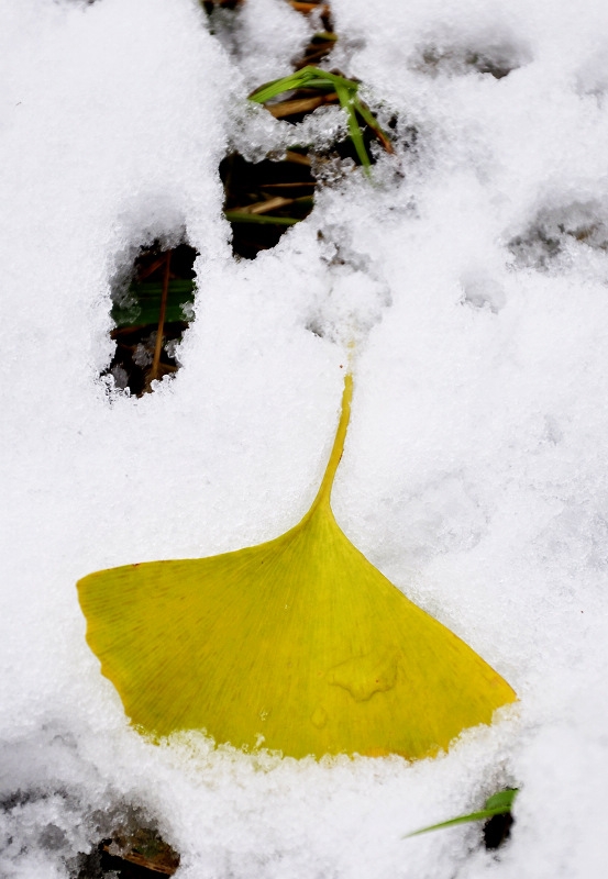 _DSC0811.jpg