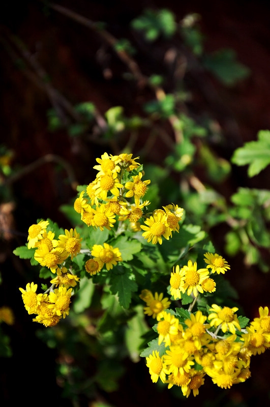 DSC_1104.jpg
