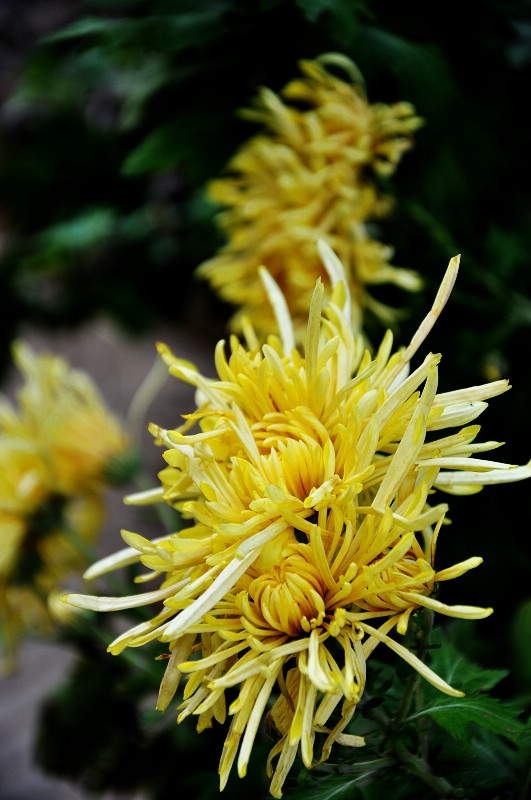 DSC_1251.jpg