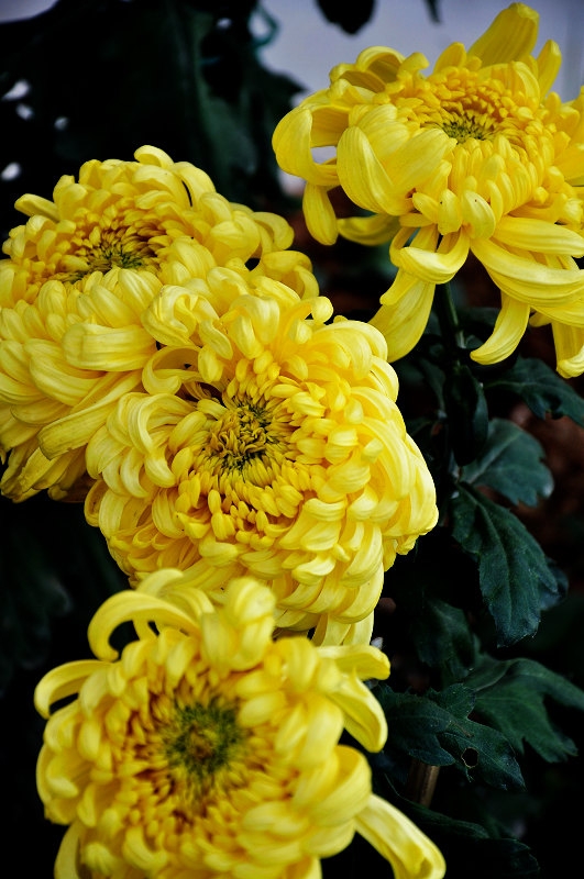 DSC_1255.jpg