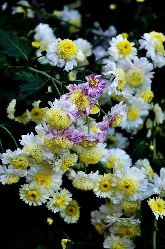 DSC_1258.jpg