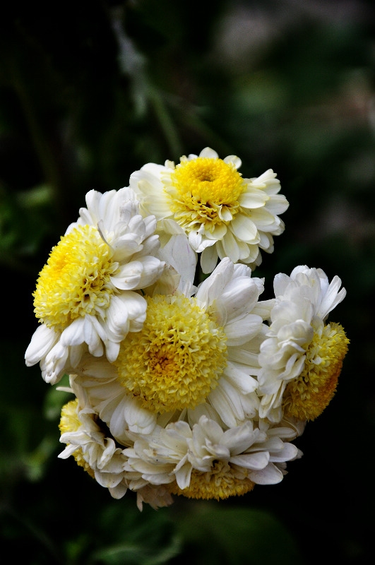 DSC_1270.jpg