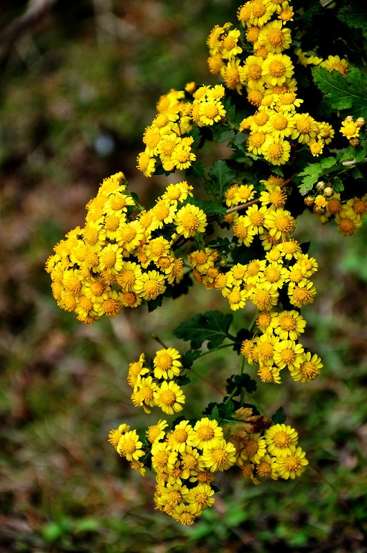 DSC_1276.jpg