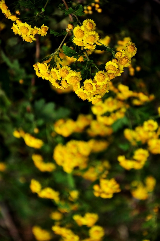 DSC_1308.jpg