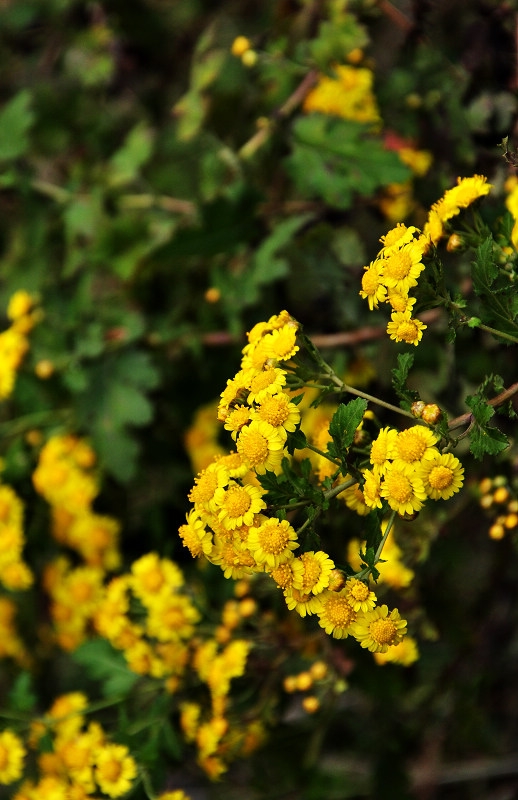 DSC_1309.jpg